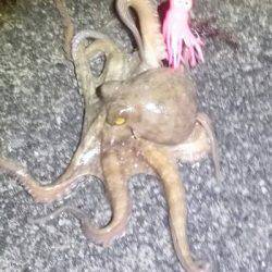 雨の中釣行、太刀魚、アオリイカ、コウイカ、メバル、タコ